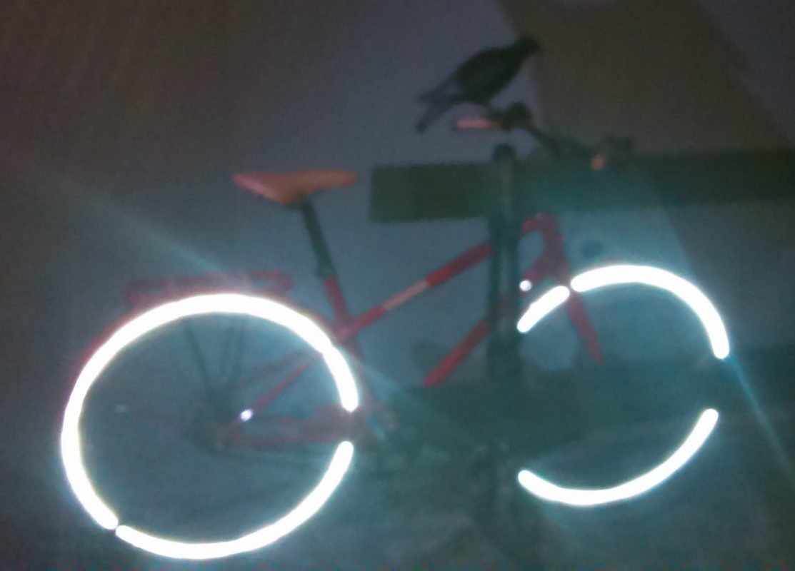 vélo_et_pigeon_sur_le_guidon